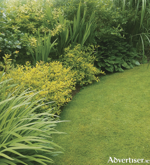   Contrasting foliage shapes form the backdrop to a curved lawn