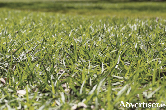 Advertiser.ie - Moss, moss, moss, moss