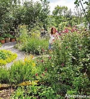A wide range of plants growing happily together in the Burren Perfumery Herb Garden