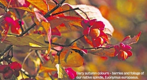 Fiery autumn colours - berries and foliage of our native spindle, Euonymus europaeus.