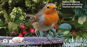 Robins are among the birds affected by machine harvesting.