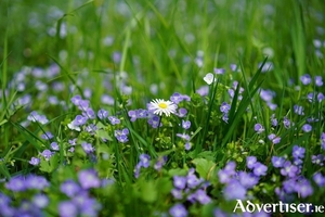 Daisies and speedwell are pretty wildflowers but regarded as weeds