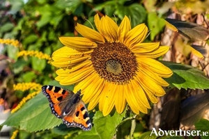 Bees and butterflies love sunflowers - but be sure to stake those lovely tall stems