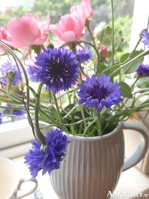 Cornflowers are perfect candidates for a wildflower meadow and are good for cutting too