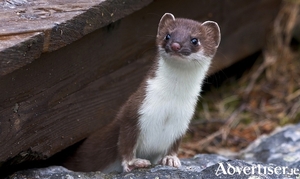 Stoats have other ideas about the planned exhibition for Knocknahay&#039;s Kathleen O&#039;Mara Residential Centre for the Arts.