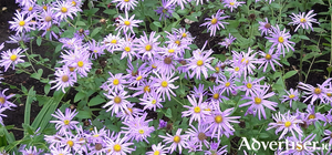 Asters or Michaelmas daisies bring gentle colour to early autumn borders.