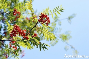 You will know Sorbus aucuparia, the native rowan, by its clusters of scarlet berries