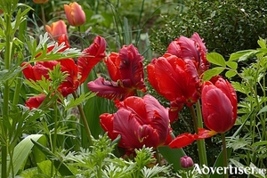 Red parrot tulips add a touch of flamboyance to the spring display