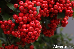 Effortlessly decorative and brilliant for birds - pyracantha in winter.