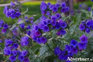 Pulmonaria will be happy in the dappled shade of a woodland garden