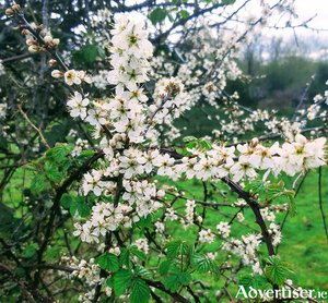 Prunus spinosa, our native blackthorn, blooming in a Galway hedgerow