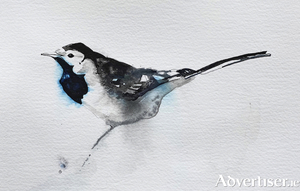 Pied Wagtail, pen and ink, by Sacha Hutchinson