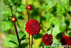 Colourful dahlias bloom until the first frosts