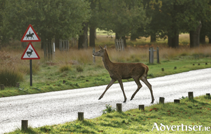 Motorists are advised to be aware of stray deers at this time of the year
