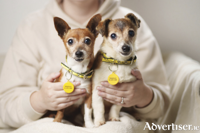 11-year-old Jack Russell crosses Tiny and Minnie, who were thrown from a moving car, recovering at Dogs Trust Ireland. The elderly dogs are just two victims of the unwanted dog crisis in Ireland. The charity launched their ‘Save the Next Dog’ campaign in response to the record number of surrender requests they are receiving. Photograph: ©Fran Veale