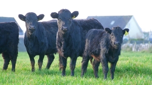 Irish Dexters are smaller than continental breeds. Their milk is creamy like Jersey cows. Well-marbled Dexter beef is considered sweet and nutty.   
