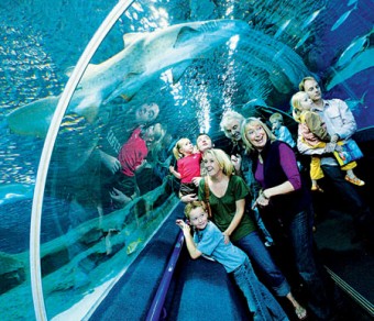 Underwater safari at Deep Sea World.
