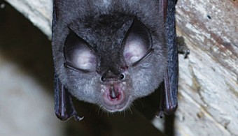 A lesser horseshoe bat pictured listening to the proceedings at Monday’s city council meeting.