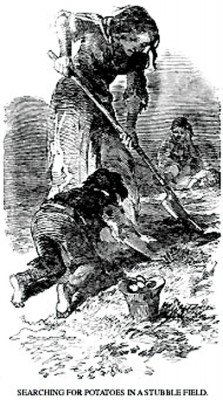 Desperate search: This line drawing taken from The Illustrated London News at the time, conveys the stark reality as famine returns year after year.