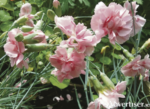 Scented pink carnation Dianthus &ldquo;Doris&rdquo;