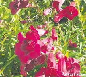 Ruby penstemons add a glow to the border