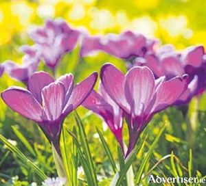 Plant bulbs now for a carpet of crocuses in spring