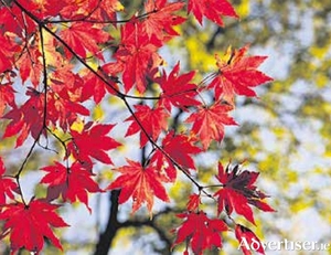 Acers are hard to beat for blazing colour.