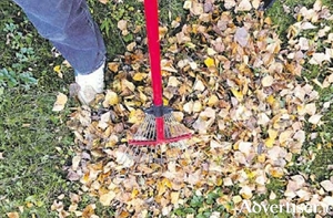 Get rid of last years leaves which could be harbouring pests