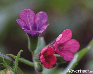 The flowers of pulmonaria can fade from blue to pink