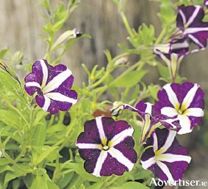 Petunias - here in stripy purple - are a super choice for summer containers