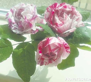 Shrub rose &ldquo;Ferdinand Pichard&rdquo; has unusual striped petals