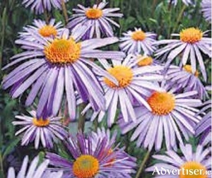 Asters, or Michaelmas daisies, are good
candidates for the Chelsea Chop.
