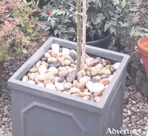 These polished cobbles from Galway Stone make a smart mulch for containers.