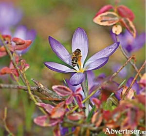 Bees need the pollen from early crocuses when little else is in bloom