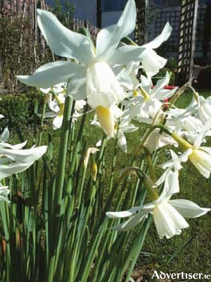 Elegant white Narcissus &lsquo;Thalia&rsquo;