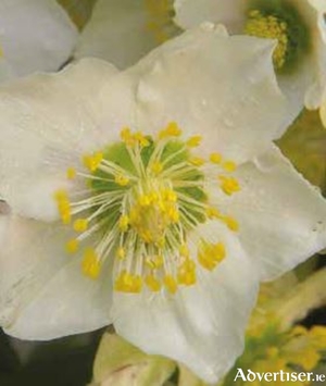 Pure white petals of Helleborus niger light up winter gloom.
