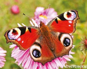 A peacock butterfly feeds on nectar from an asterw