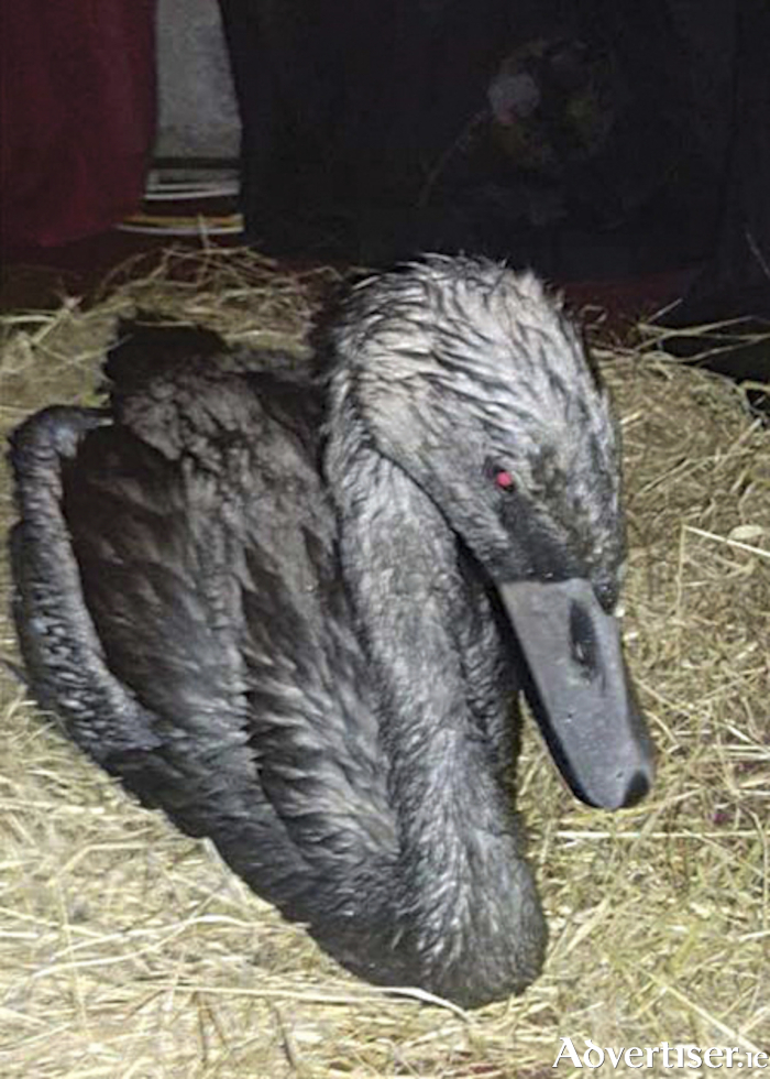 A cygnet which was covered in oil following the pollution incident along the River Shannon