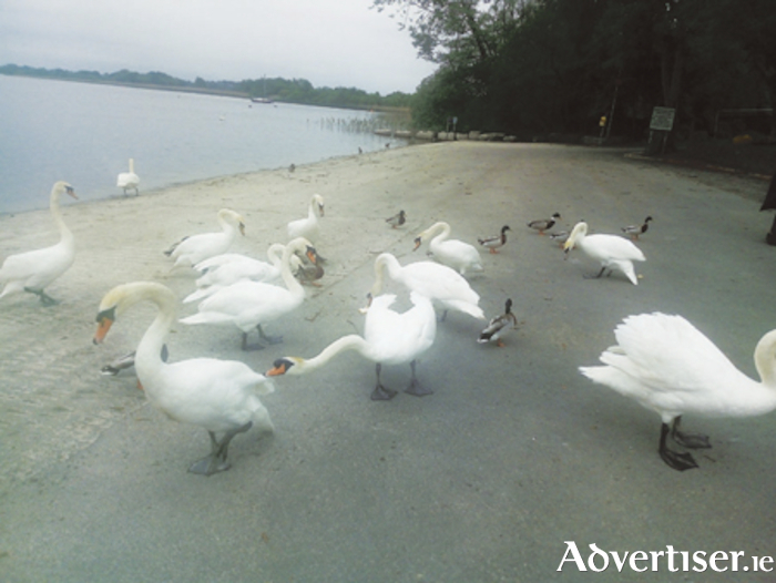 Bird wildlife is a common feature of daily life at the Coosan Point amenity
