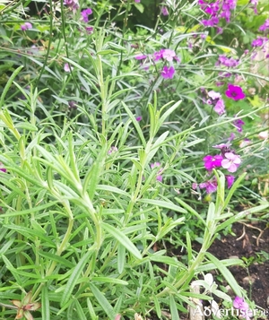 The aromatic needle-like leaves of rosemary, seen here with purple erysimum in the background.
