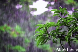 Planted areas allow soakage for rainwater