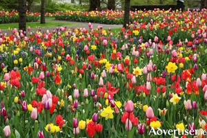 Tulips and daffodils are perennial plant bulb favourites among gardeners as their colour uplifts the soul in the spring season.