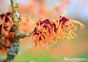 Strange but stunning - the unusual, highly fragrant flowers of witch hazel.