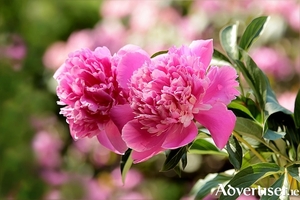 Peony Sarah Bernhardt is in glorious full bloom this month