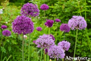Alliums appear like miniature fireworks to colour in the &#039;May Gap&#039;