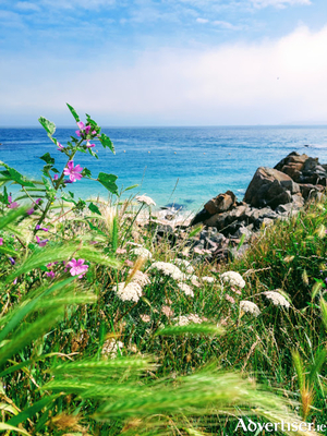 Plants for coastal gardens need to be tough