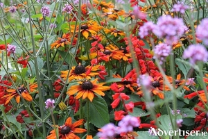 Perennials and grasses mingle in a prairie-style planting scheme