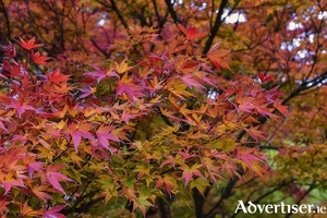 Acer palmatum or Japanese Maple blazing in the autumn garden
