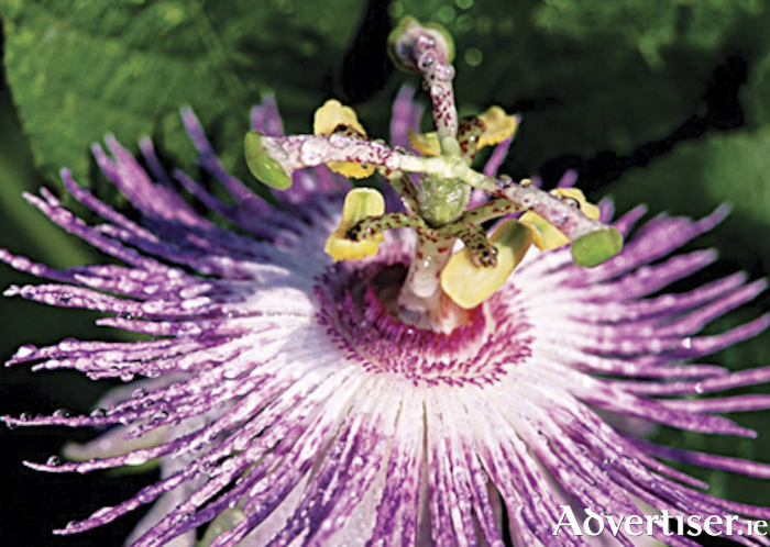 Passiflora herb (passionflower) has long been a favourite, a wonderful gentle non-addictive herb for anxiety as it has anxiolytic effects on the nervous system containing phytochemicals which have a calming effect on the mind, muscles and nervous system.