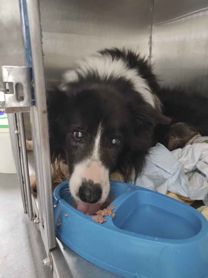 Animal charity expresses sadness and anger after blind and malnourished dog found in Mayo dies